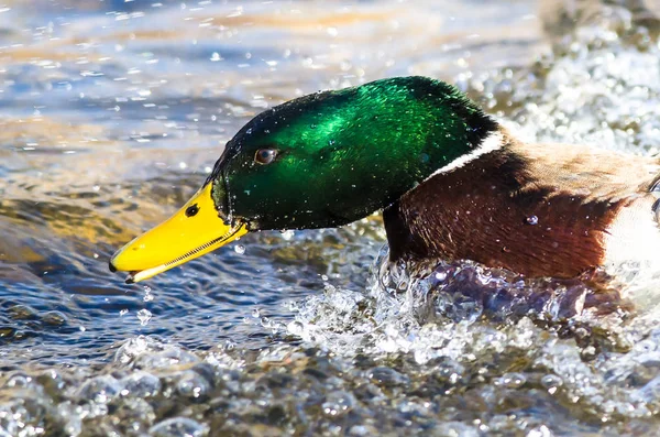 Profilo Mallard Duck Come Spinge Avanti Nell Acqua — Foto Stock