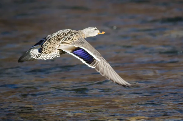 Mallard Pato Volando Sobre Río Que Fluye — Foto de Stock