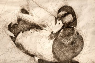 Kroki boyunca su kenarındaki dinlenme yeşilbaş ördek