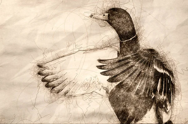 청둥오리 오리는 날개를 스트레칭의 스케치 — 스톡 사진