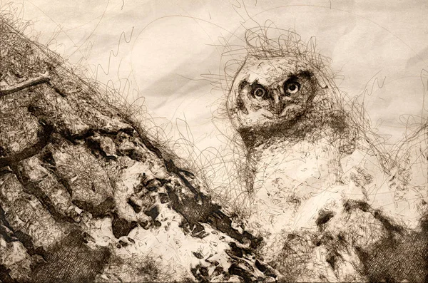 그것의 둥지에서 직접적인 접촉을 만드는 Owlet의 스케치 — 스톡 사진
