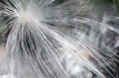 Doğa Özet: Hassas beyaz süt kardeş tohum lifleri