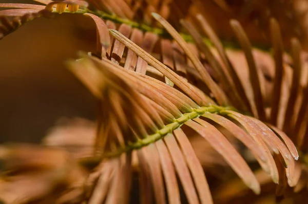Gouden Naalden Van Dawn Redwood Herfst — Stockfoto