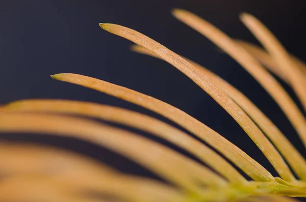 Golden Needles Dawn Redwood Autumn — Stock Photo, Image