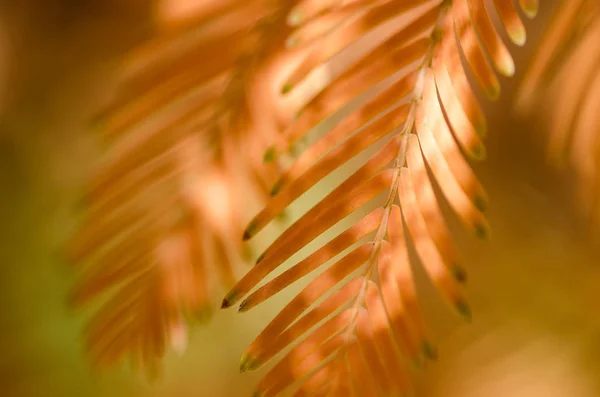 Natuur Samenvatting Gouden Naalden Van Dawn Redwood Herfst — Stockfoto