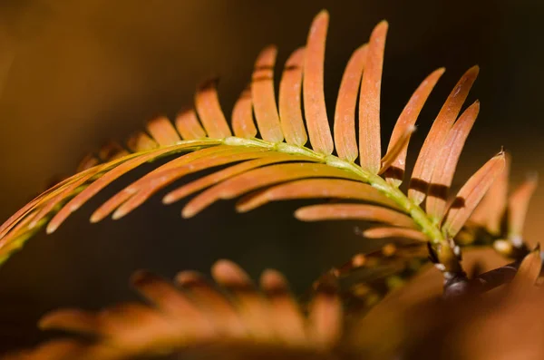 Gouden Naalden Van Dawn Redwood Herfst — Stockfoto