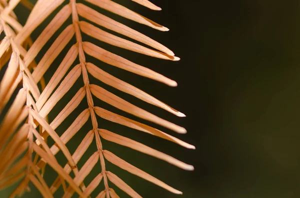 Gouden Naalden Van Dawn Redwood Herfst — Stockfoto