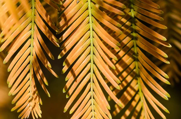 Las Agujas Oro Secuoya Del Amanecer Otoño —  Fotos de Stock