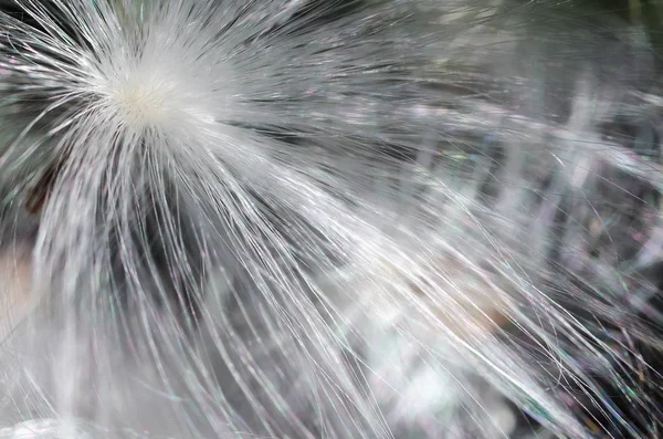 Doğa Özet: Hassas beyaz süt kardeş tohum lifleri