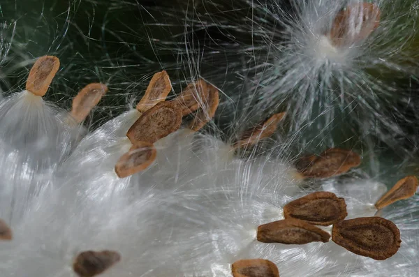 Аннотация Природа Элегантные Волокна Белого Молочного Сорняка Представляющие Свои Семена — стоковое фото