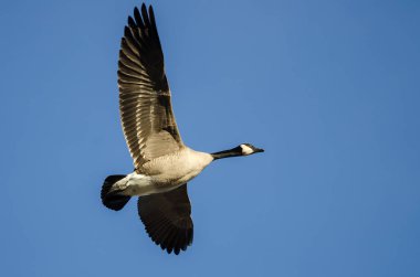 Kanada Kuğusu Mavi Gökte Uçuyor