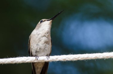 Siyah çeneli sinek kuşu beyaz Clothesline bir parçası üzerinde tünemiş