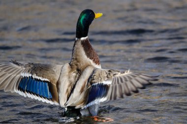 Mallard ördeği suyun üzerinde dinlenirken kanatlarını esnetiyor.