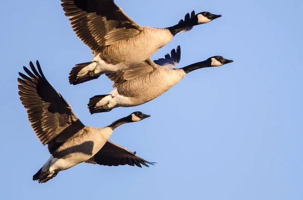 Flock Gäss Tar Till Flyg Det Tidiga Morgonljuset — Stockfoto