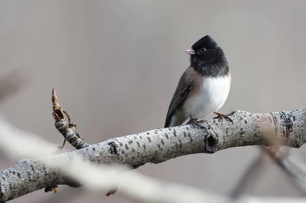 Dunkeläugiger Junco Der Einem Winterbaum Ruht — Stockfoto