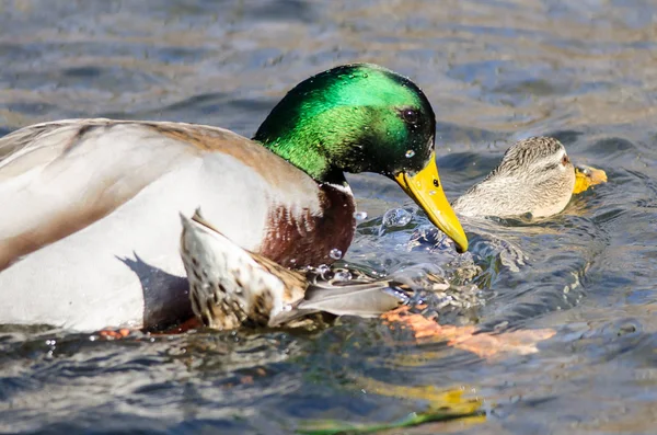 Paire Canards Colverts Accouplement Sur Eau — Photo