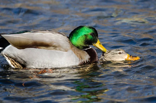 Par Patos Mallard Acasalando Água — Fotografia de Stock