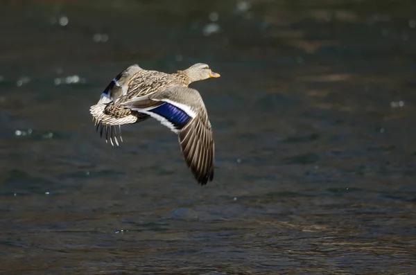 Anatra Reale Che Vola Sul Fiume Che Scorre — Foto Stock