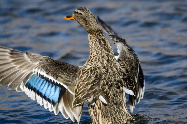 Mallard Duck Stretching Its Wings While Resting Water — Stock Photo, Image