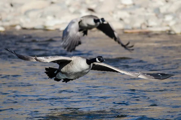 加拿大鹅从河水中起飞 — 图库照片