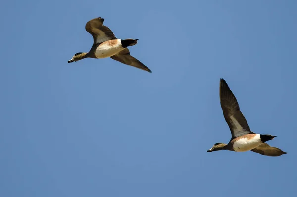 Två Amerikanska Bläsänderna Flyger Blå Himmel — Stockfoto