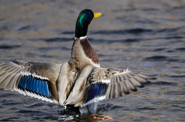 Mallard Duck Estirando Sus Alas Mientras Descansa Agua — Foto de Stock