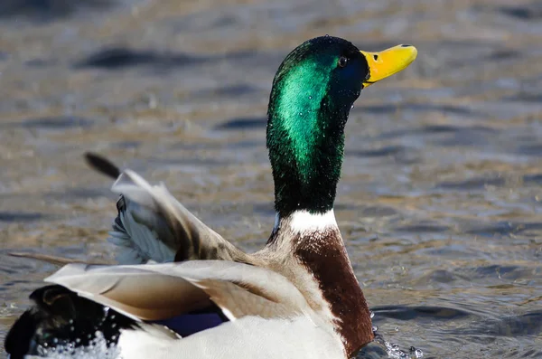 Canard Colvert Reposant Dans Eau Bleue Calme — Photo