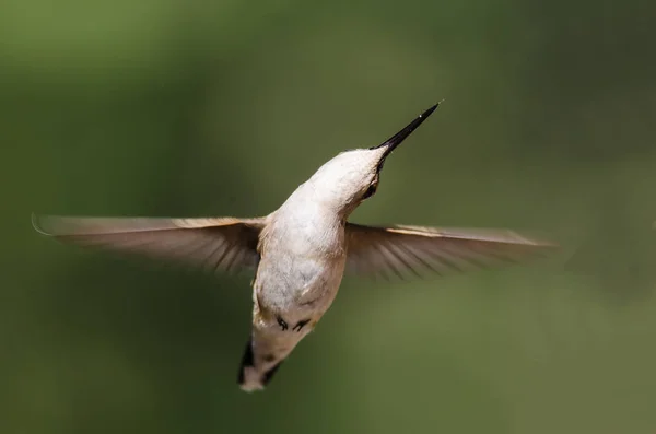 Chinned 蜂鸟盘旋在森林深处的飞行中 — 图库照片