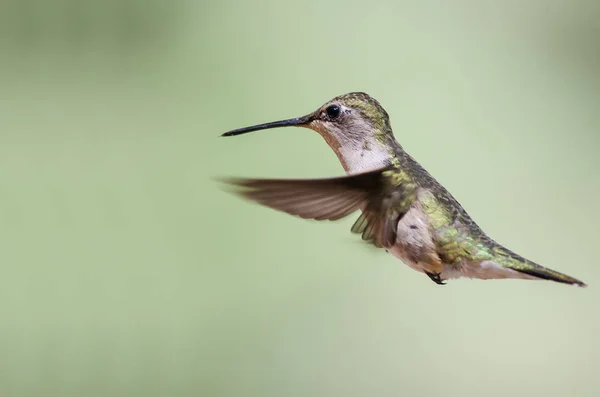 Leclanchers Hummingbird Zweven Vlucht Diep Het Bos — Stockfoto