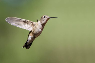 Siyah çeneli sinek kuşu uçuş Hovering ormanın derinliklerinde