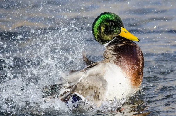 Mallard Duck Jugando Chapoteando Agua Fresca Refrescante —  Fotos de Stock