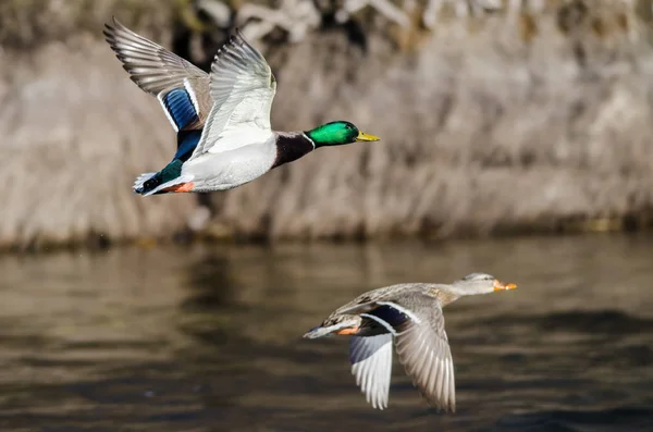 Par Patos Mallard Volando Sobre Río Que Fluye — Foto de Stock