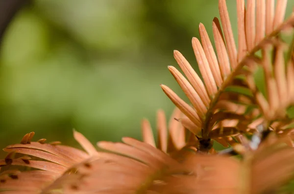 Gouden Naalden Van Dawn Redwood Herfst — Stockfoto