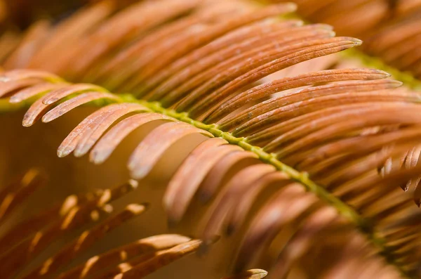 Gyllene Nålarna Den Dawn Redwood Höst — Stockfoto