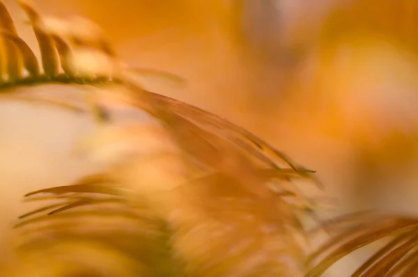 Natura Astratta Golden Needles Dawn Redwood Autunno — Foto Stock