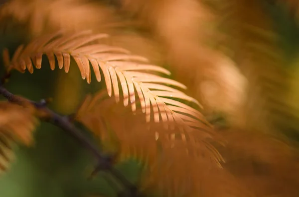 Gli Aghi Dorati Della Sequoia Dell Alba Autunno — Foto Stock