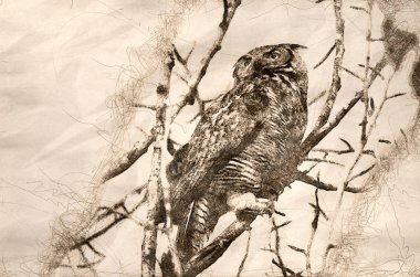 Büyük Boynuzlu Baykuş Tree Tops arasında tarama