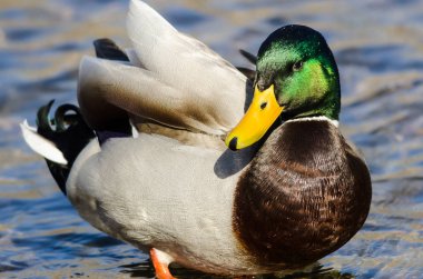 Boyunca su kenarındaki dinlenme yeşilbaş ördek