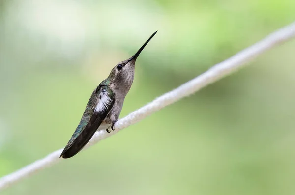 Leclanchers Hummingbird Zat Een Stuk Wit Waslijn — Stockfoto