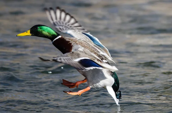 Mallard Duck Landing Sull Acqua Fredda — Foto Stock