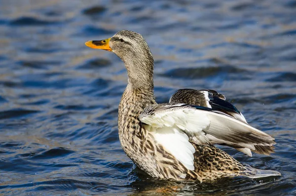 Mallard Duck Estirando Sus Alas Mientras Descansa Silencioso Agua Azul — Foto de Stock