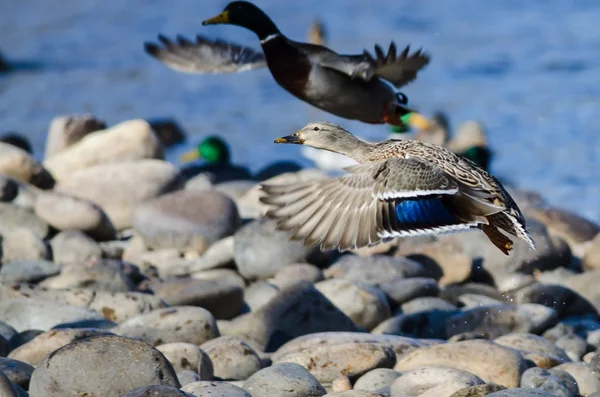 Gräsand Ankor Med Hänsyn Till Flyg Från Rocky River Stranden — Stockfoto