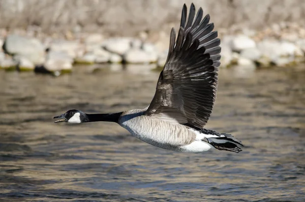 Ganso Canadá Tomando Vuelo Desde Río Agua —  Fotos de Stock