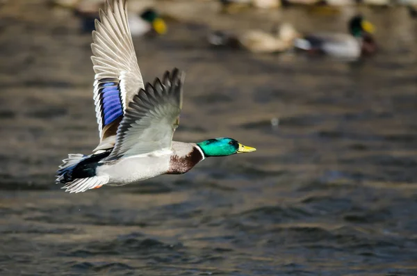 Mallard Duck Flying Flowing River Royalty Free Stock Images