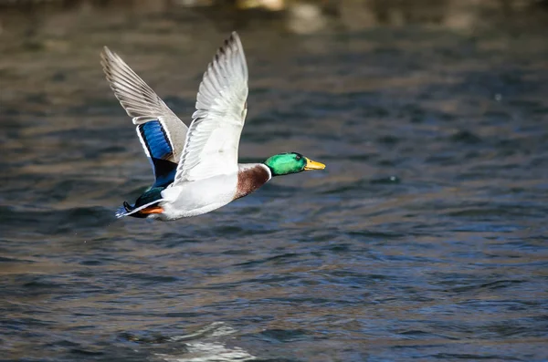 Mallard Duck Flying Flowing River Royalty Free Stock Images