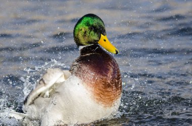 Mallard Duck Serin ve Ferahlatıcı Su 'da Oynuyor ve Sıçrıyor