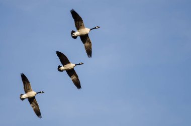 Üç Kanada Kazı Mavi Gökte Uçuyor