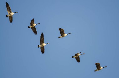 Kanada Kaz Sürüsü Mavi Gökte Uçuyor