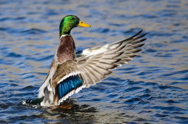 Mallard ördeği suyun üzerinde dinlenirken kanatlarını esnetiyor.