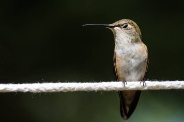 Beyaz Clothesline bir parçası üzerinde tünemiş uykulu küçük sinek kuşu